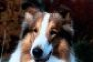 Filmplakat: Lassie