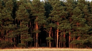 Filmplakat: Hinter dem Wald